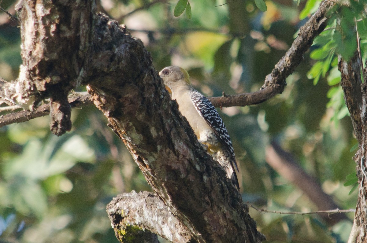Hoffmann's Woodpecker - ML629676822