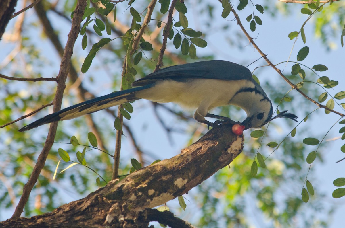 White-throated Magpie-Jay - ML629676897