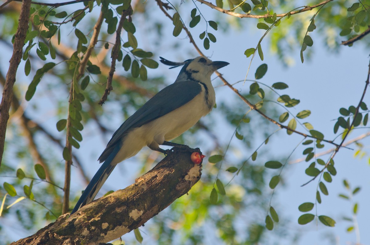 White-throated Magpie-Jay - ML629676898