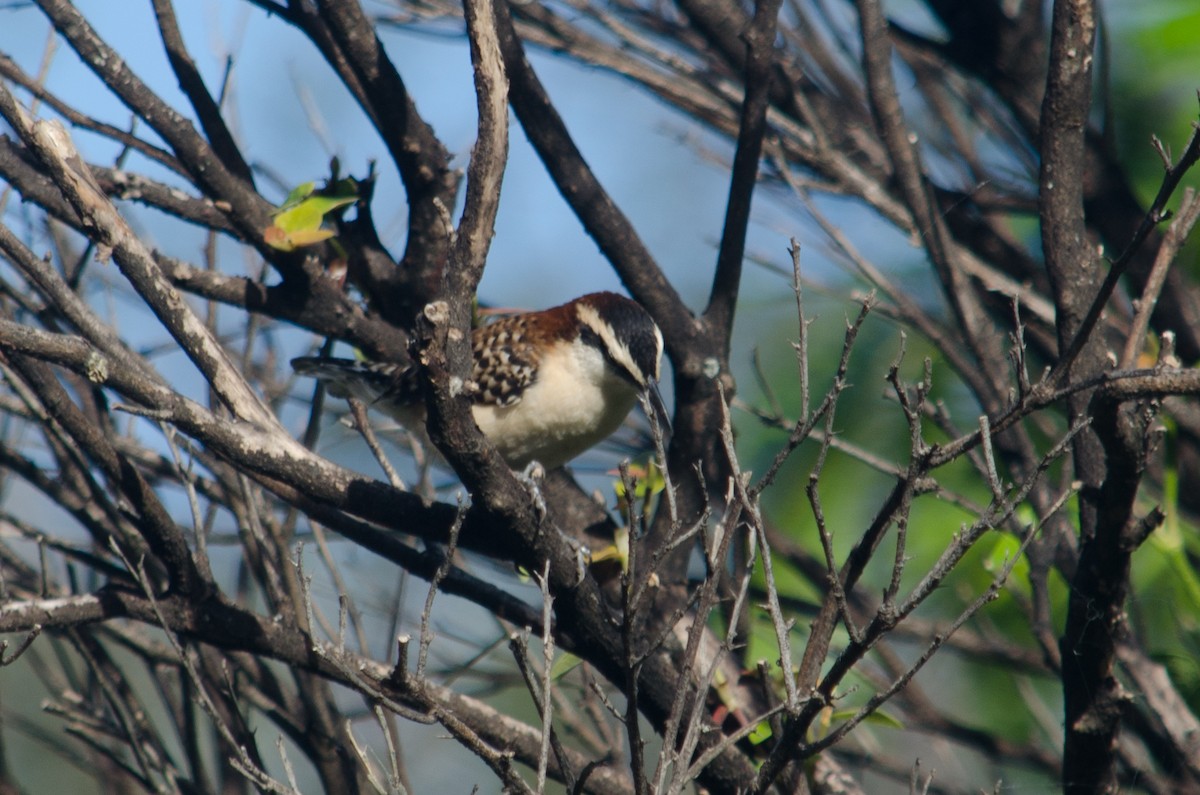 Rufous-backed Wren - ML629676904