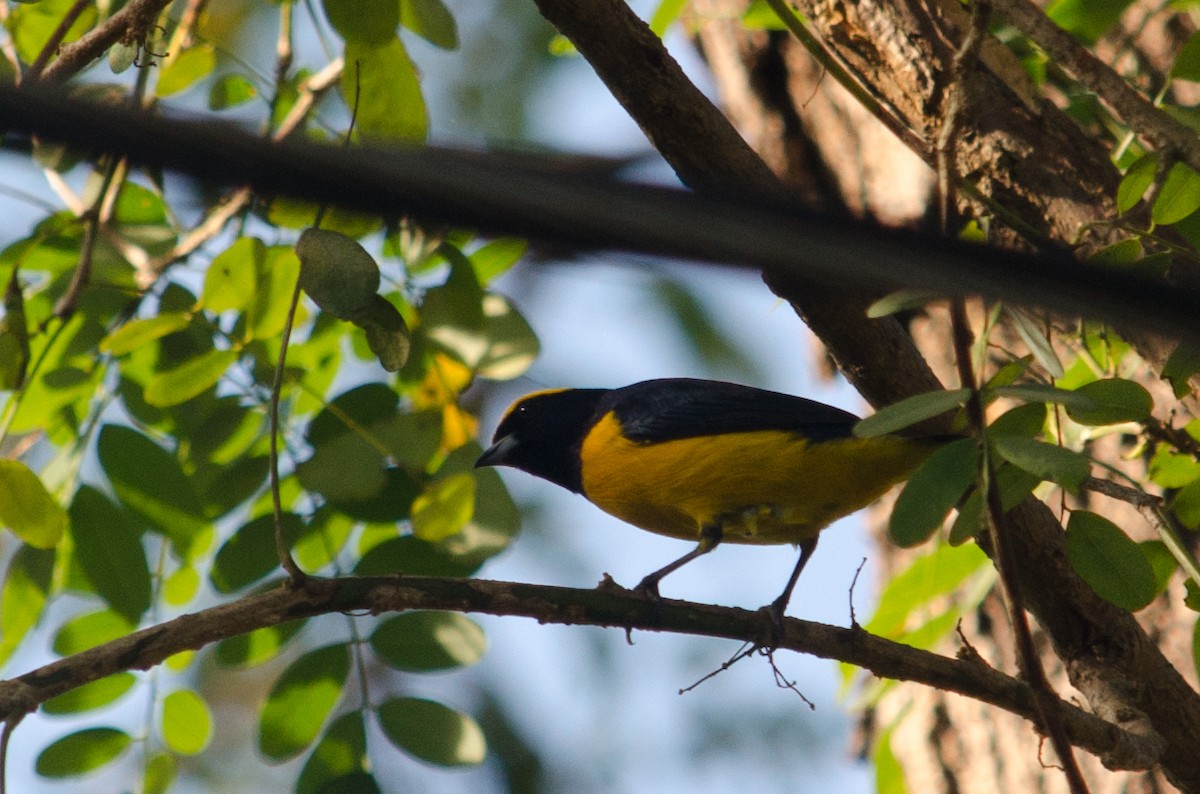 Yellow-crowned Euphonia - ML629676915