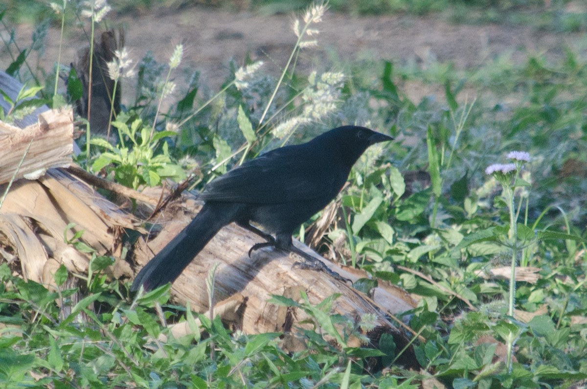 Melodious Blackbird - ML629676938