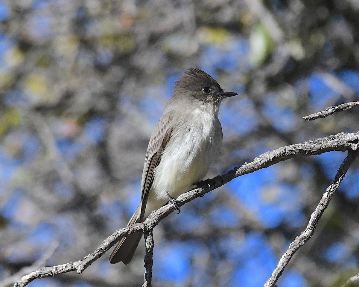 Eastern Phoebe - ML629676965