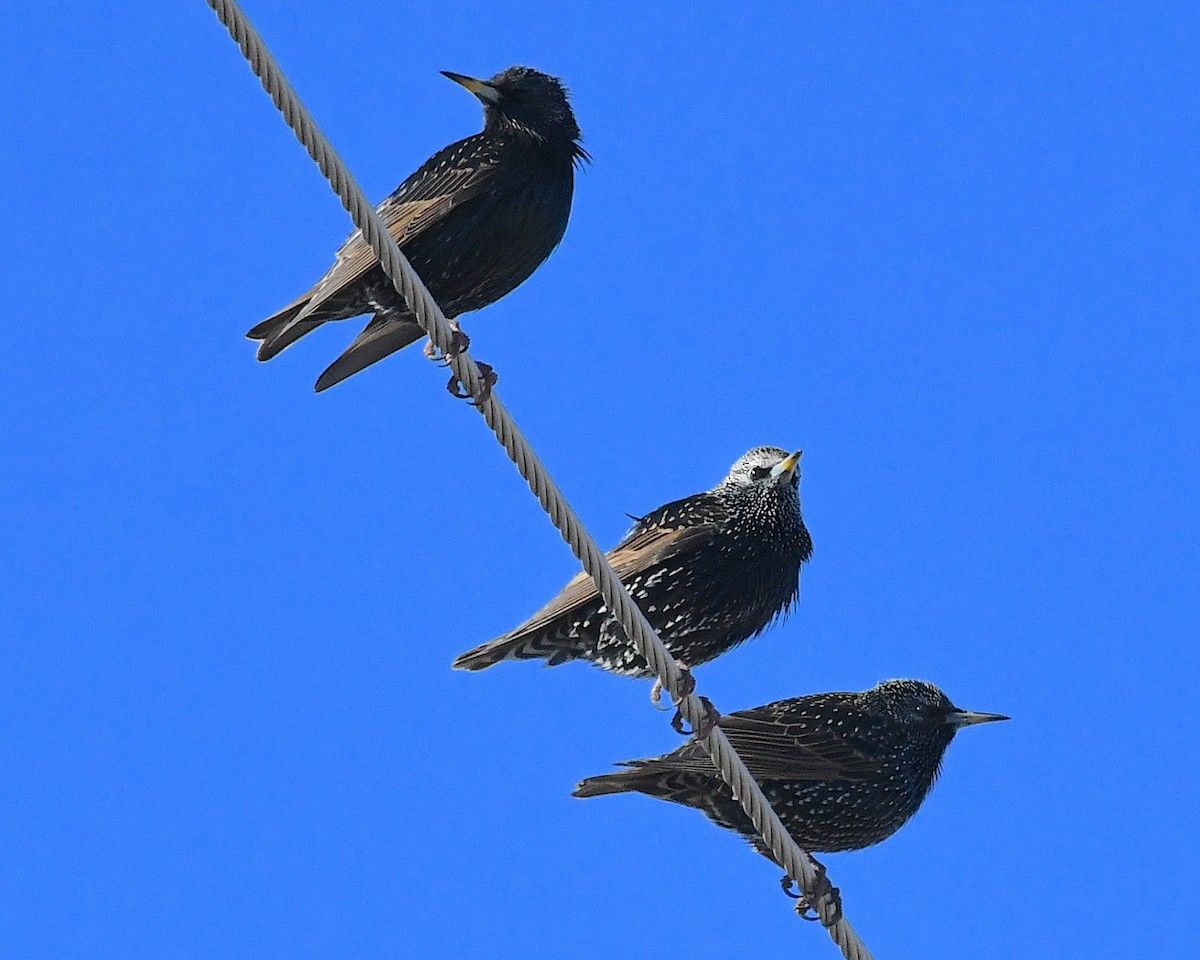 European Starling - ML629677122