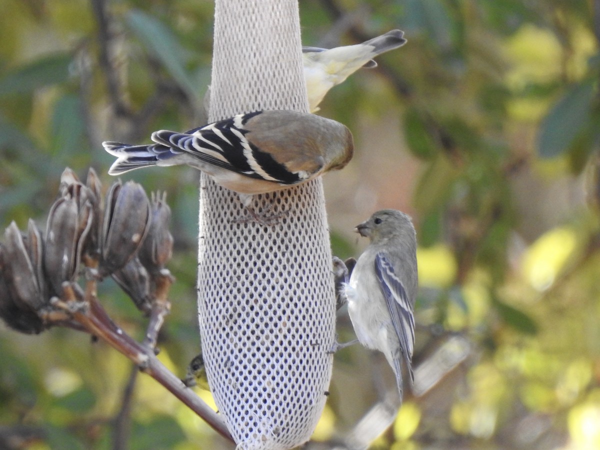 gulstillits - ML629677209