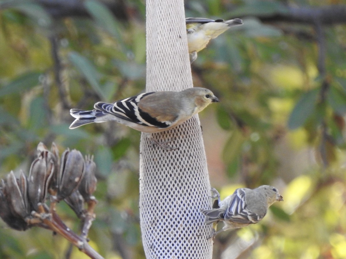 gulstillits - ML629677213