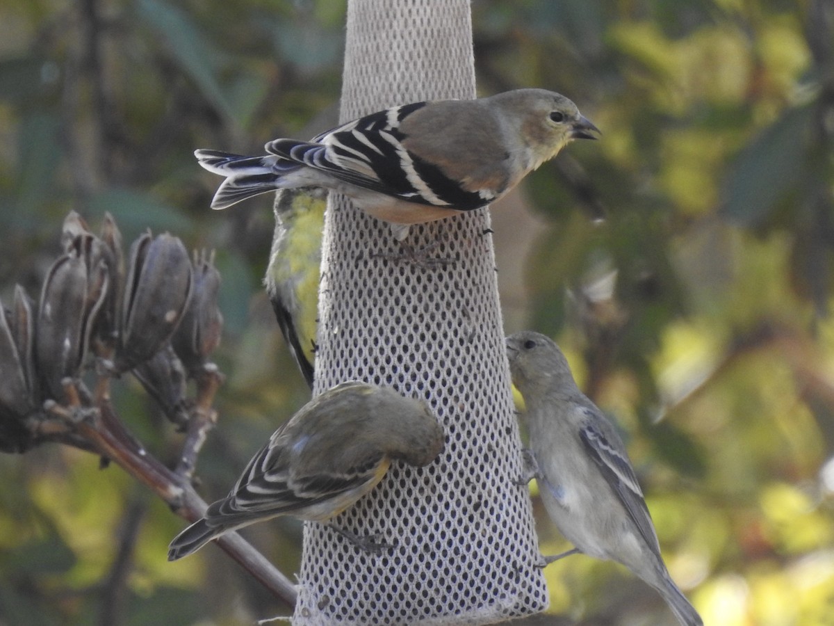 gulstillits - ML629677215