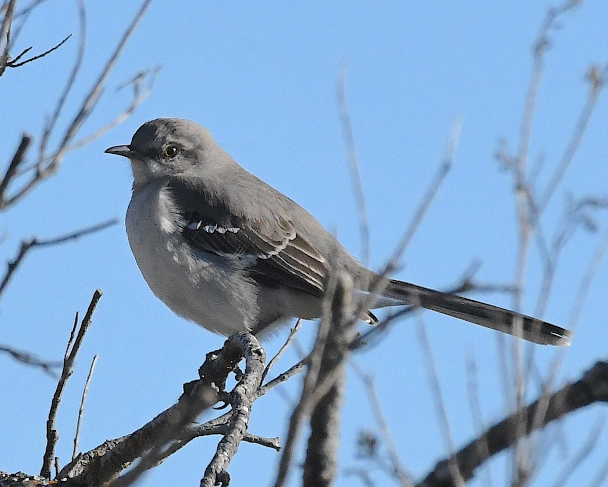Northern Mockingbird - ML629677225
