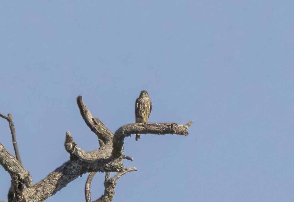 Merlin - ML629677267
