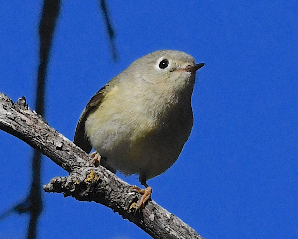 Ruby-crowned Kinglet - ML629677270