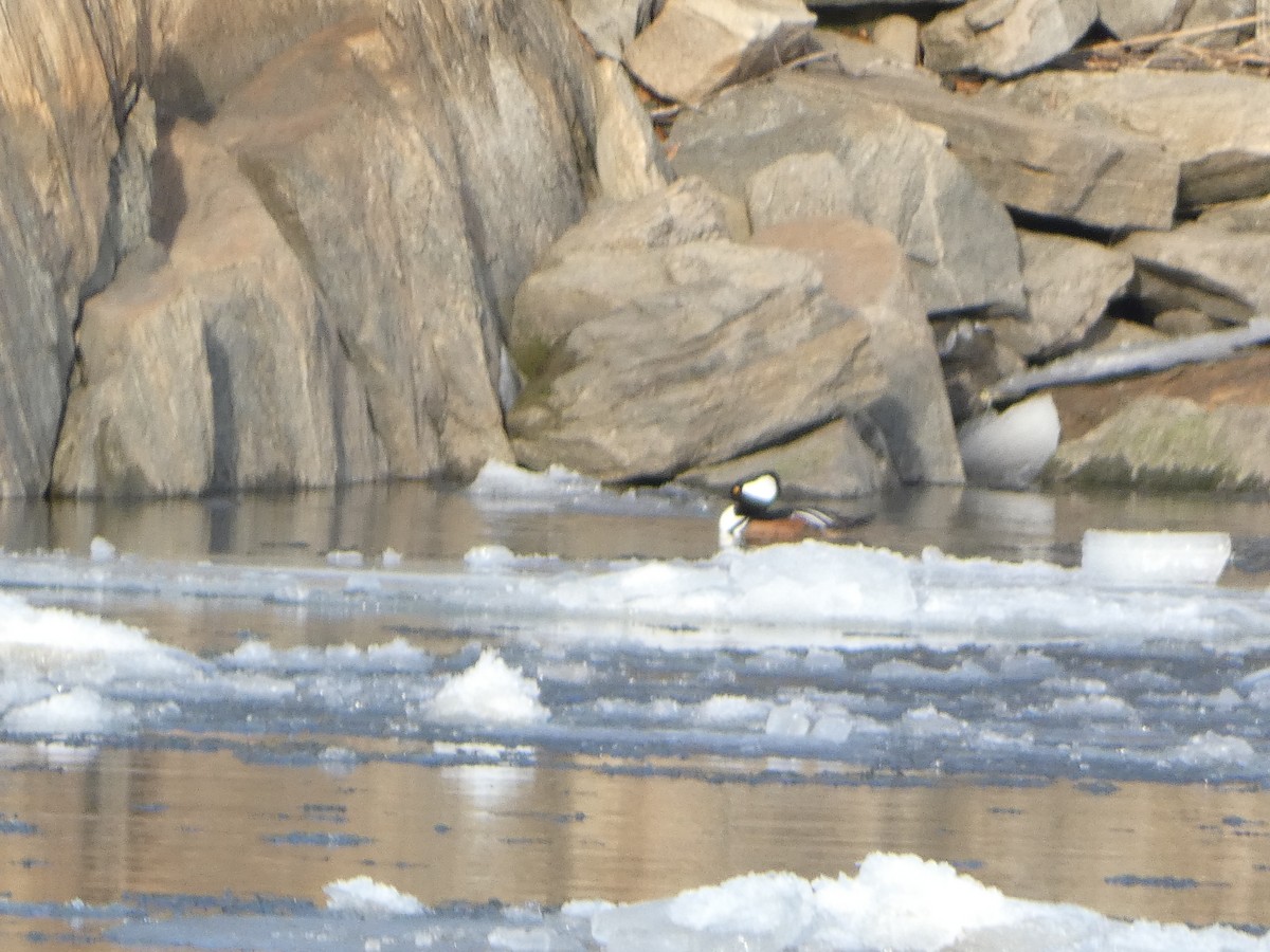 Hooded Merganser - ML629677667