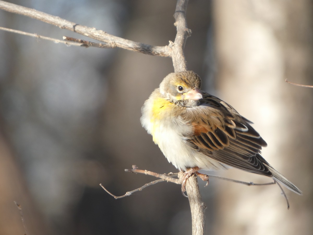 Dickcissel d'Amérique - ML629677790