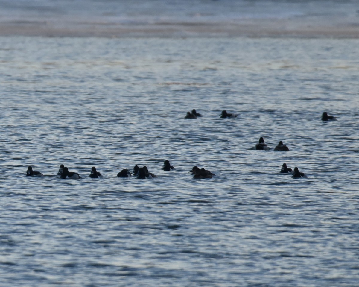 Ring-necked Duck - ML629677906