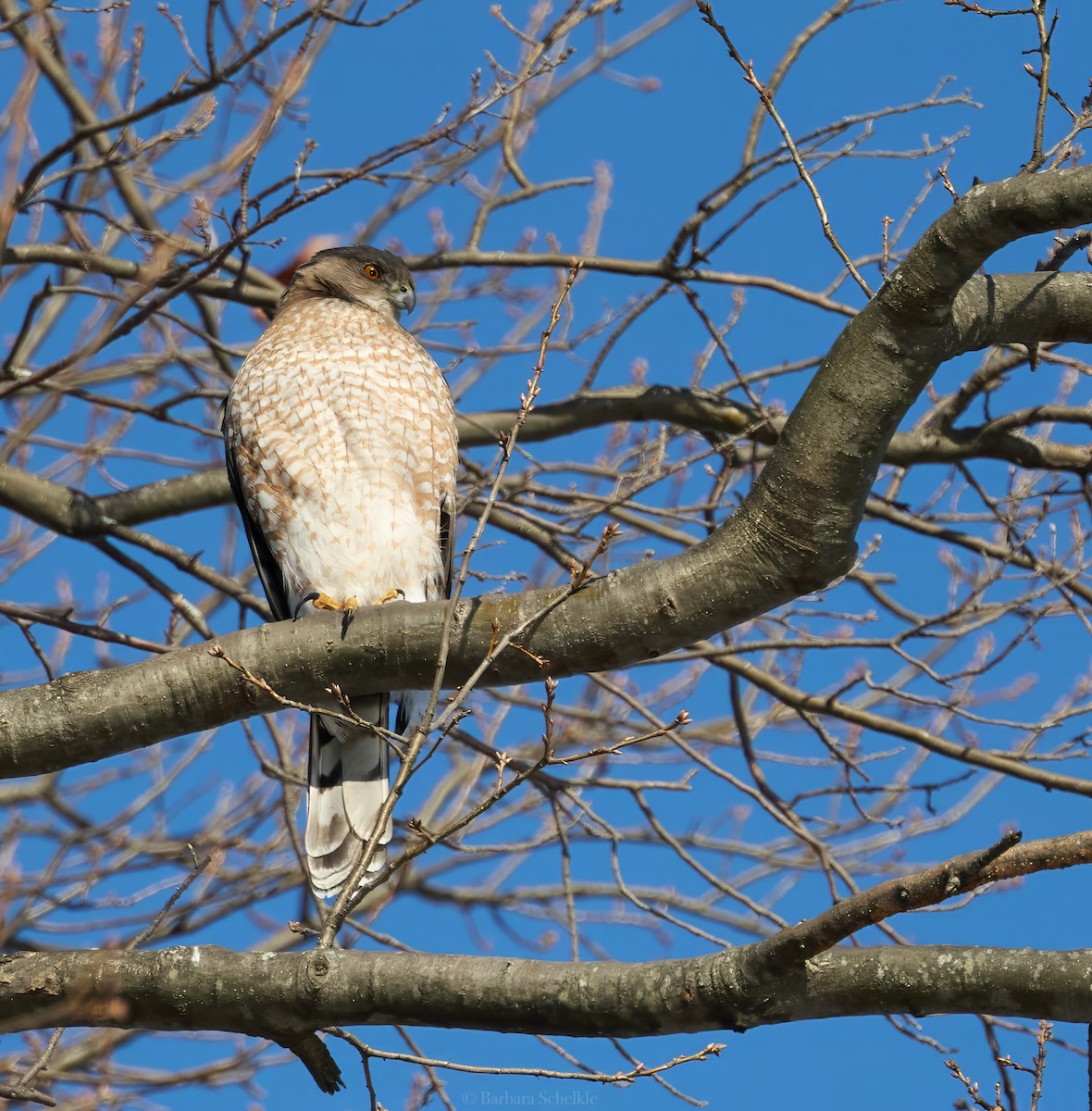 Cooper's Hawk - ML629677999
