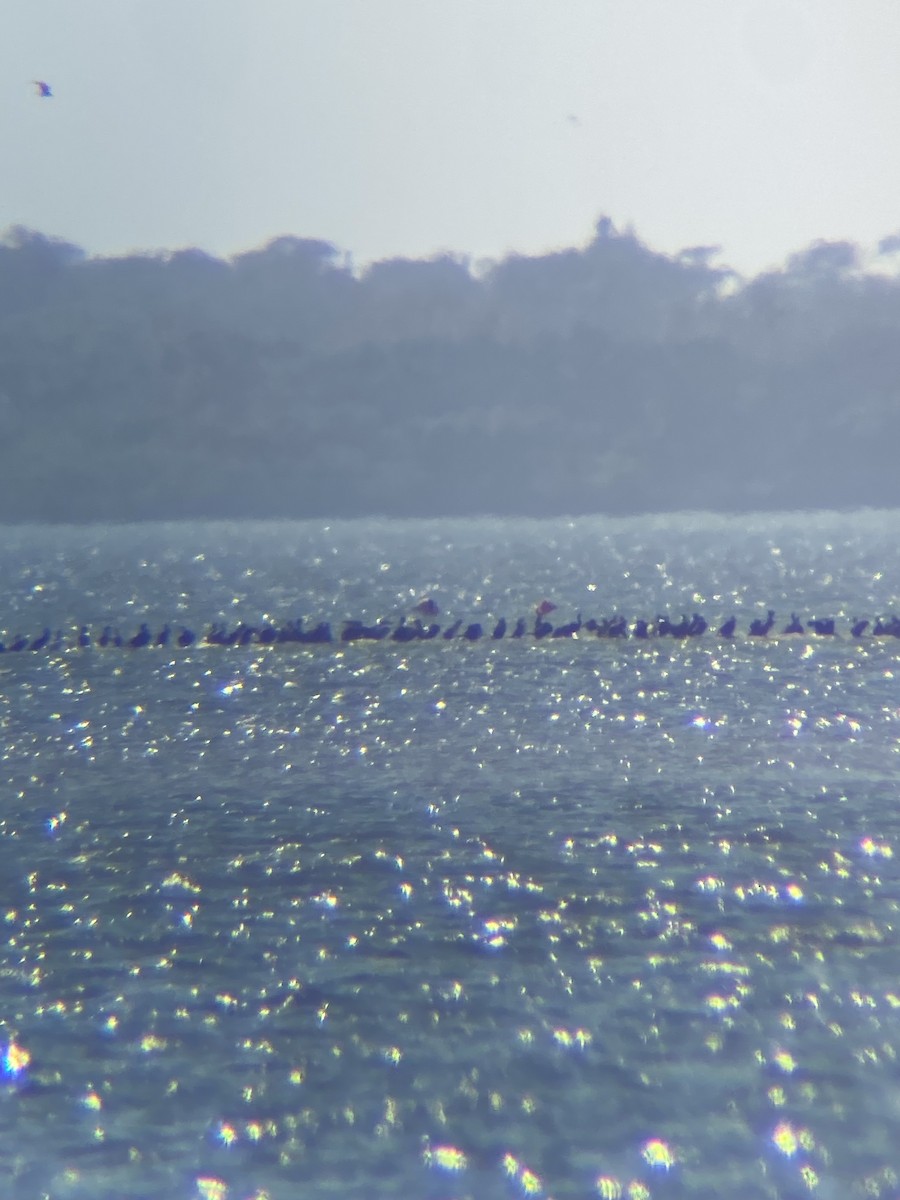 American Flamingo - ML629678107