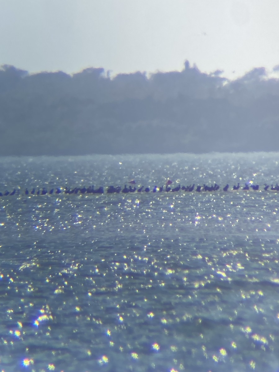 American Flamingo - ML629678110