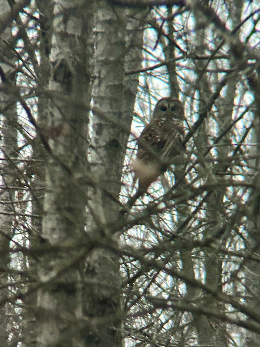 Barred Owl - ML629678320