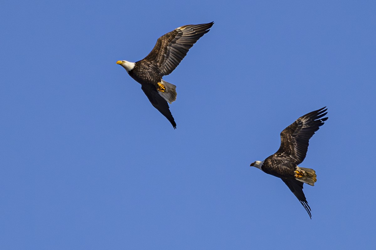 Bald Eagle - ML629678357