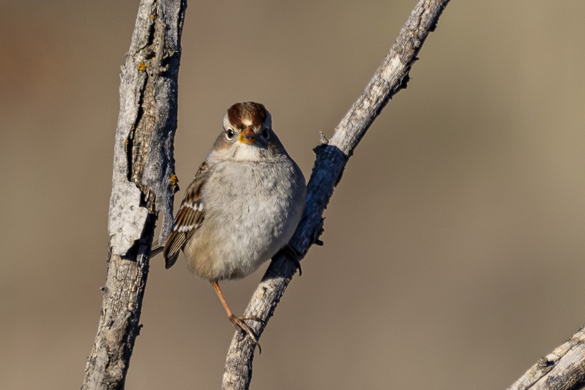 White-crowned Sparrow - ML629678364