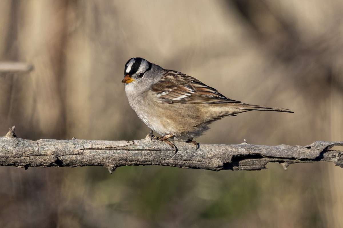 White-crowned Sparrow - ML629678385