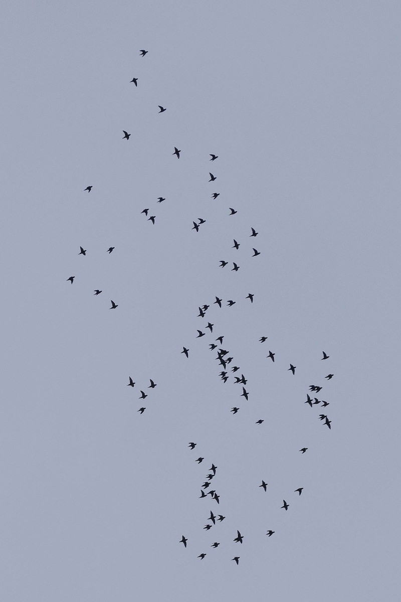Barred Parakeet - ML629678744