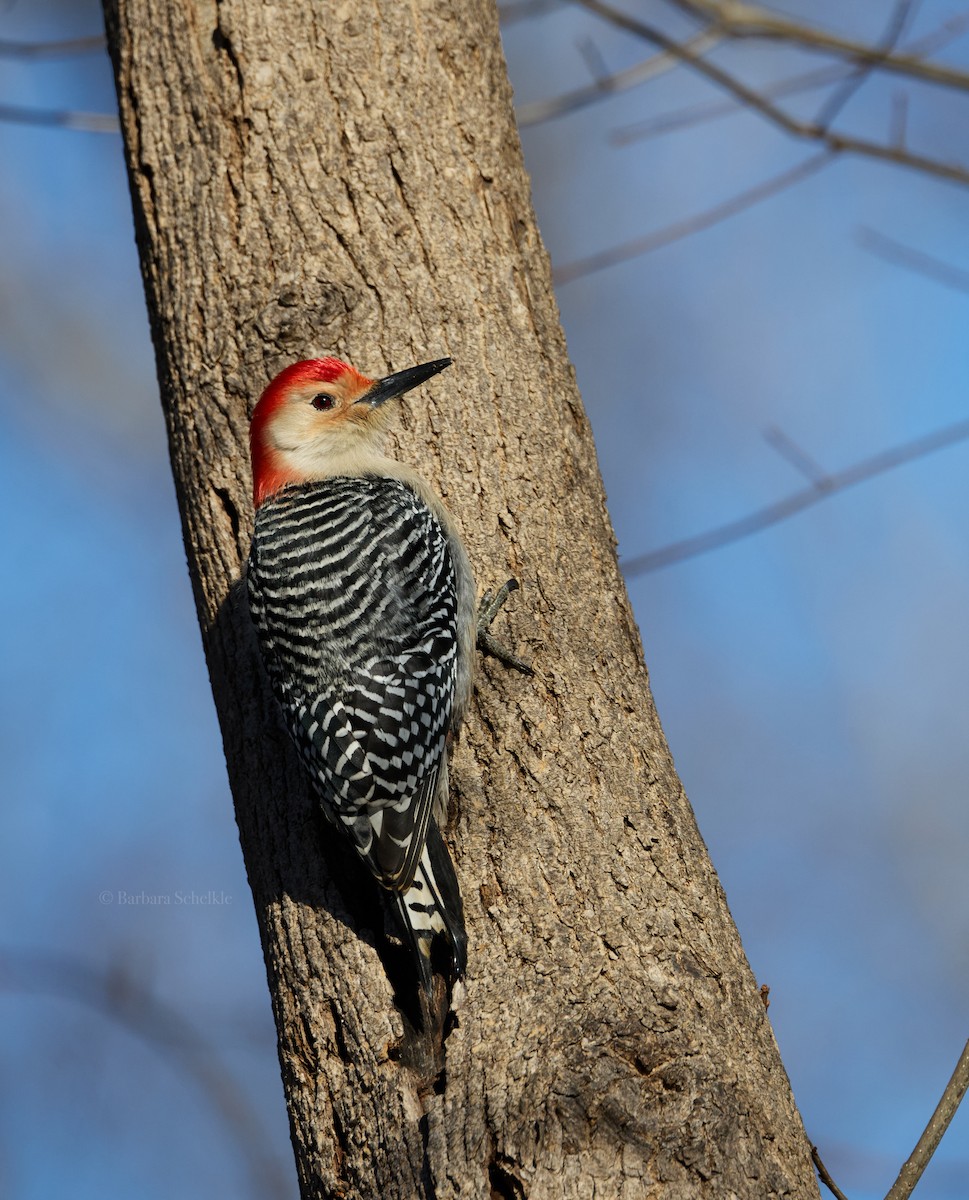 Red-bellied Woodpecker - ML629678815