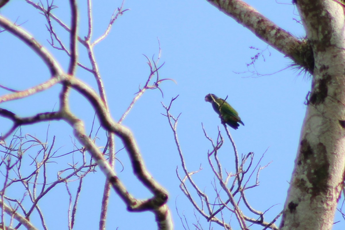 Brown-hooded Parrot - ML629679145