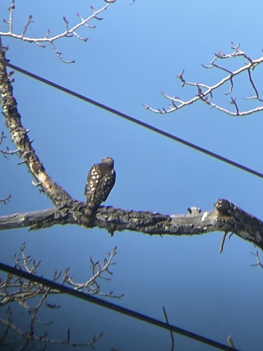Sharp-shinned Hawk - ML629679202