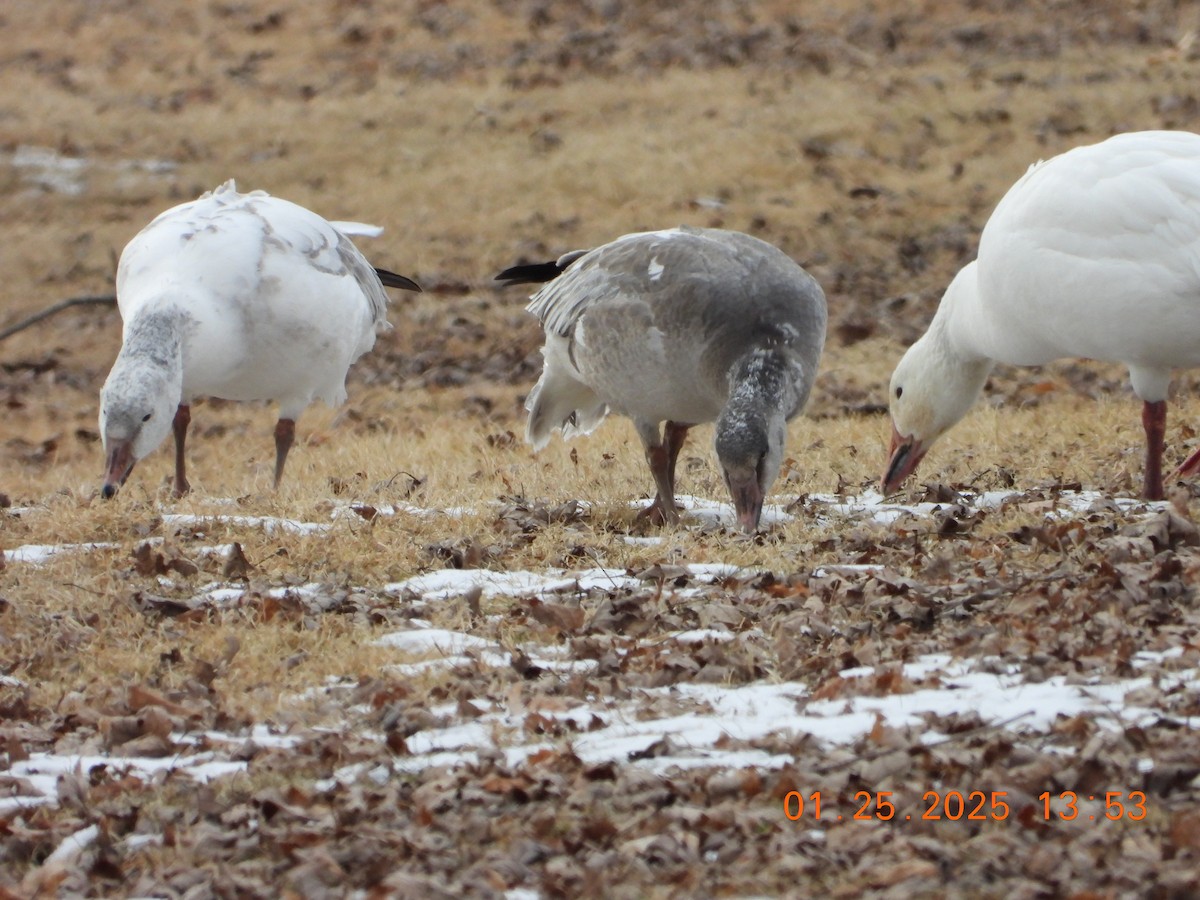 Oie des neiges - ML629679234