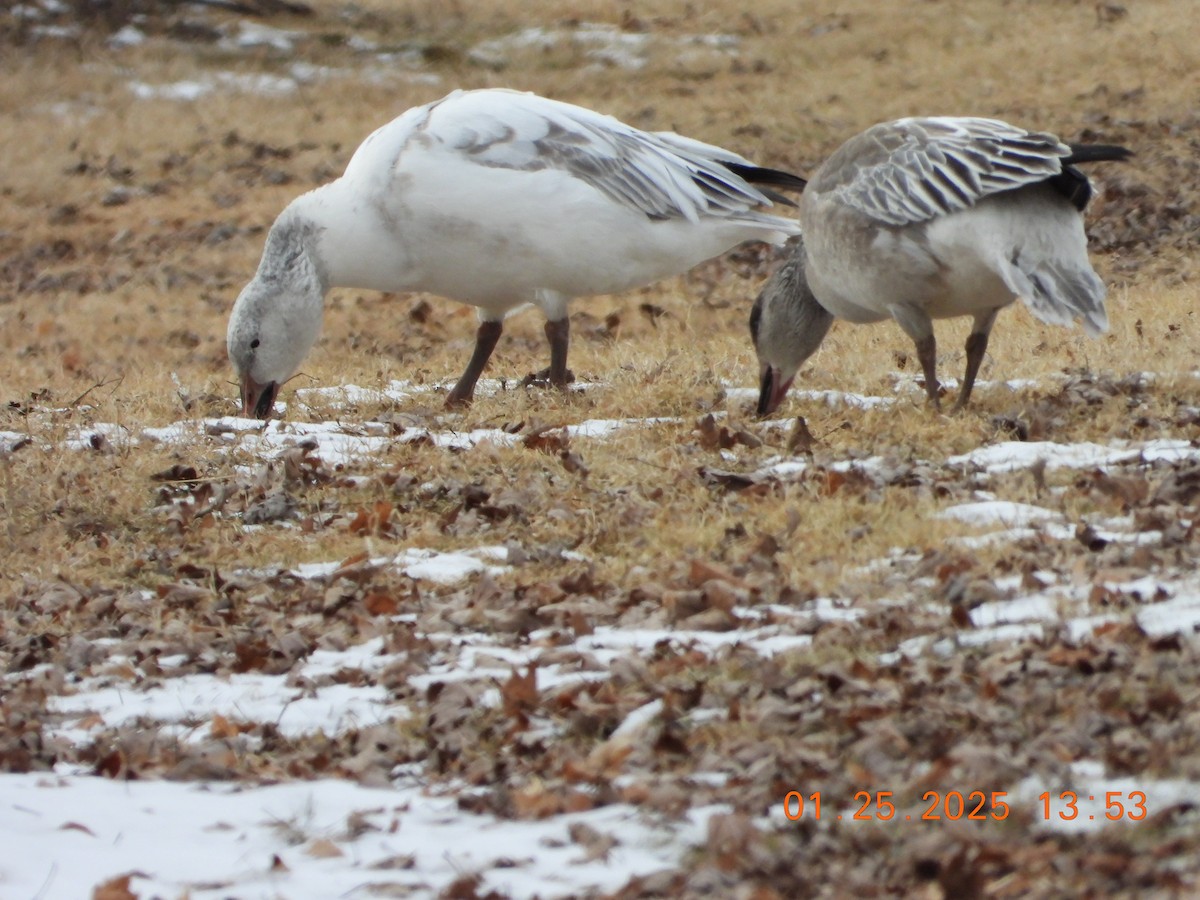 Oie des neiges - ML629679235