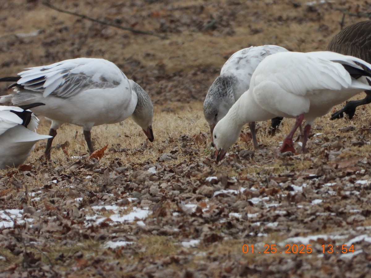 Oie des neiges - ML629679237