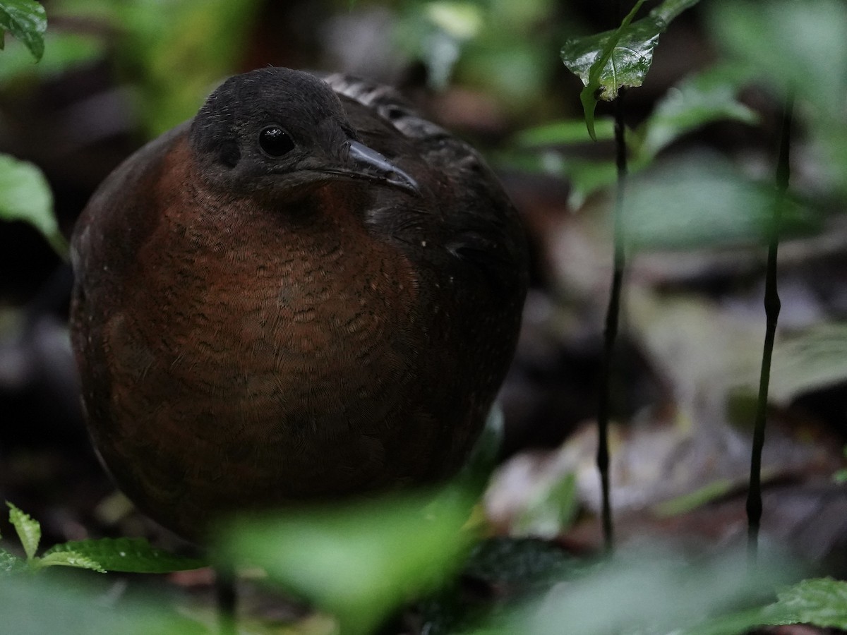 Highland Tinamou - ML629679272