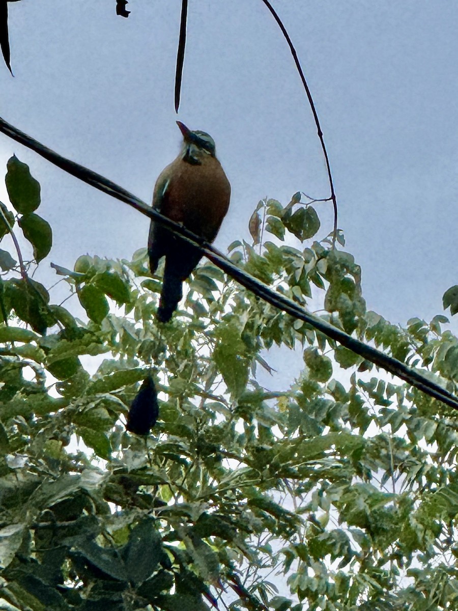 Turquoise-browed Motmot - ML629679489