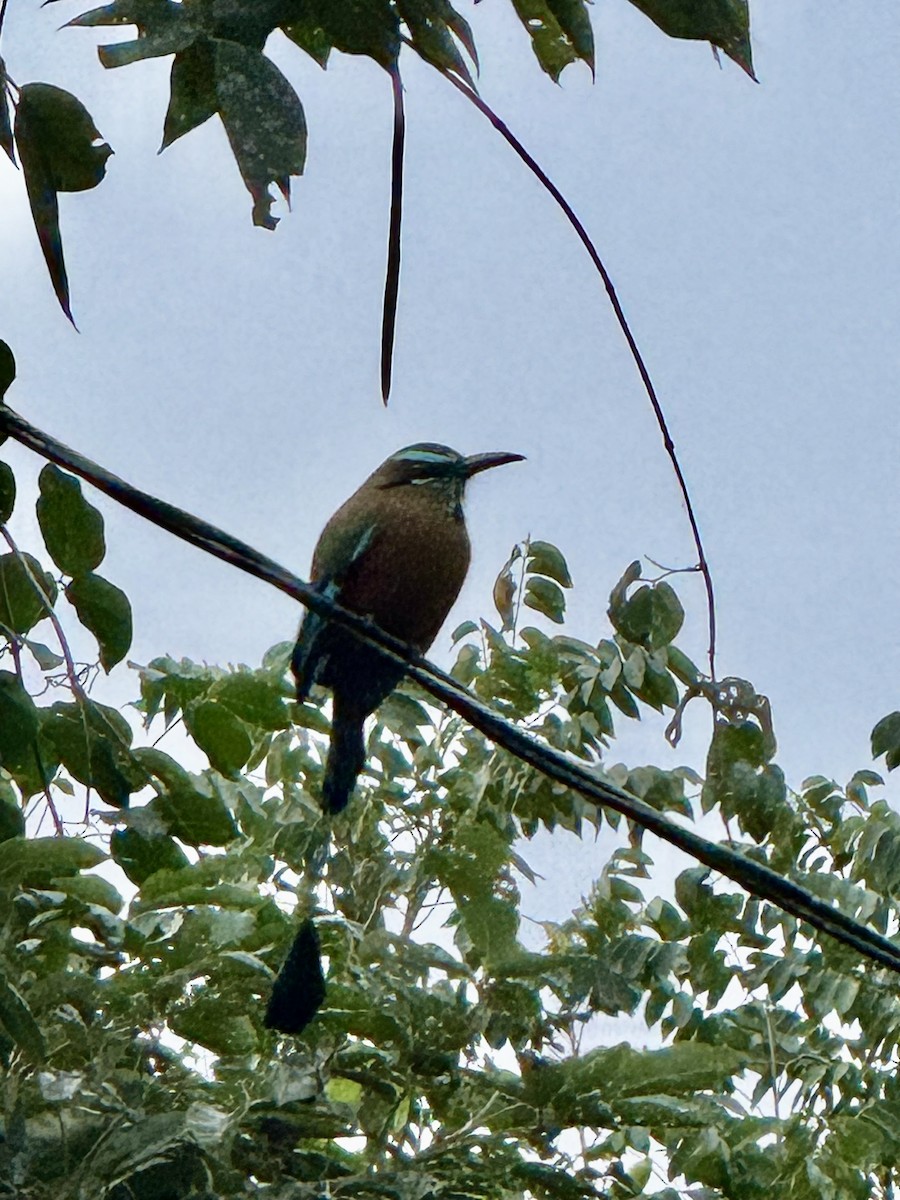 Turquoise-browed Motmot - ML629679490