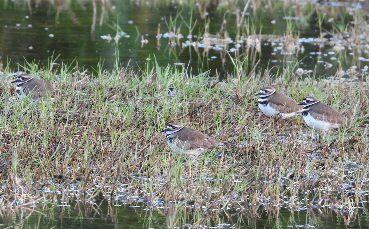 Killdeer - ML629679531