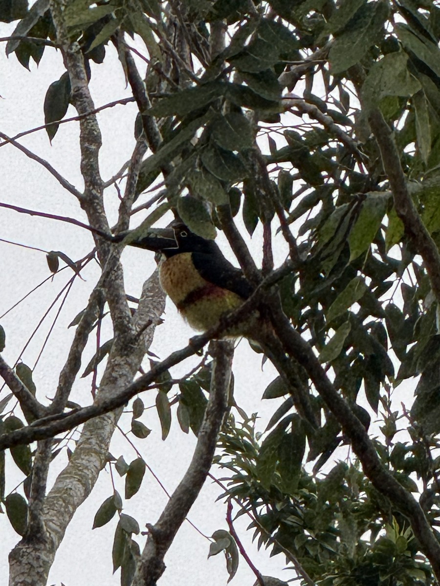 Collared Aracari - ML629679561