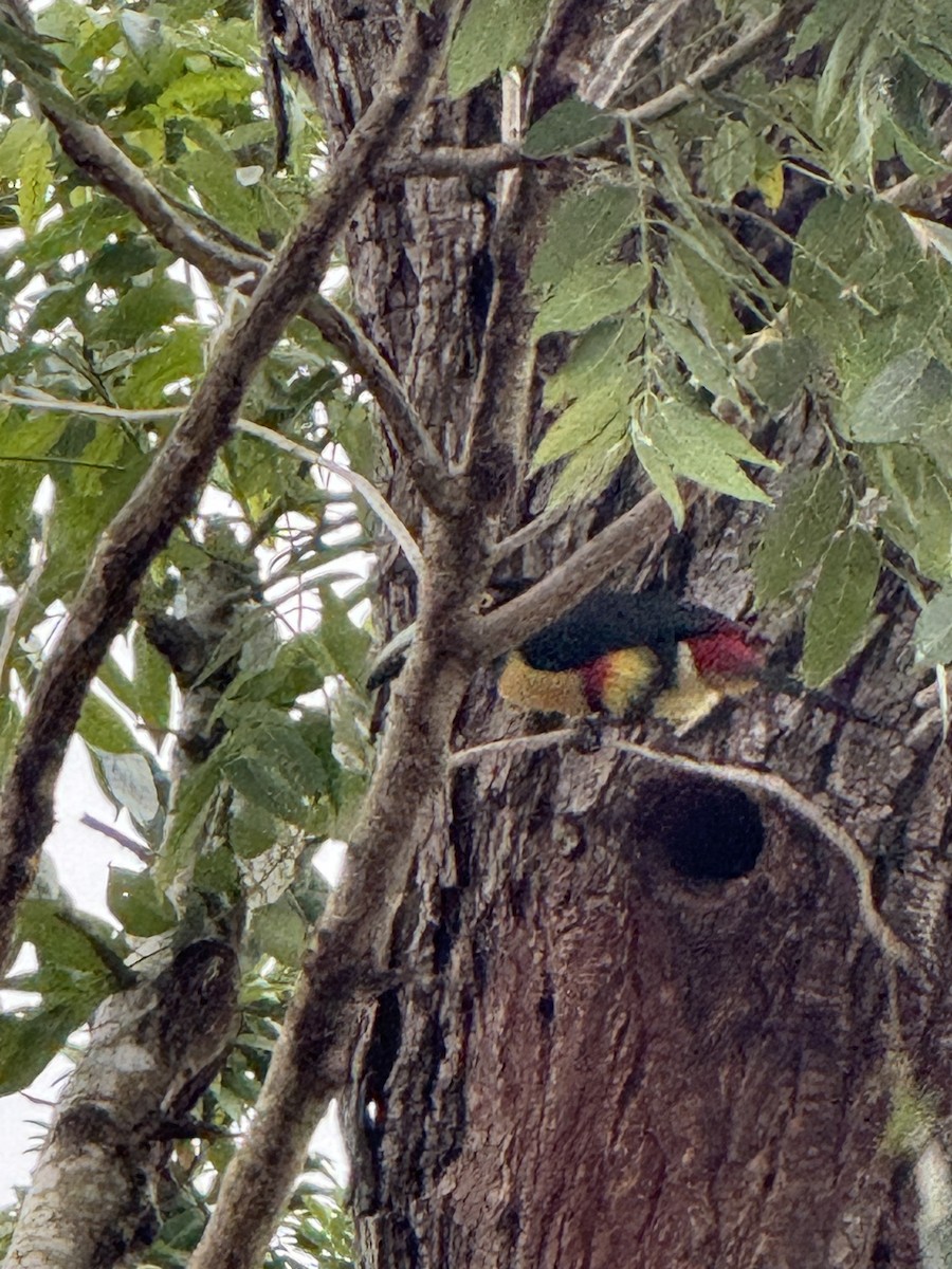 Collared Aracari - ML629679562