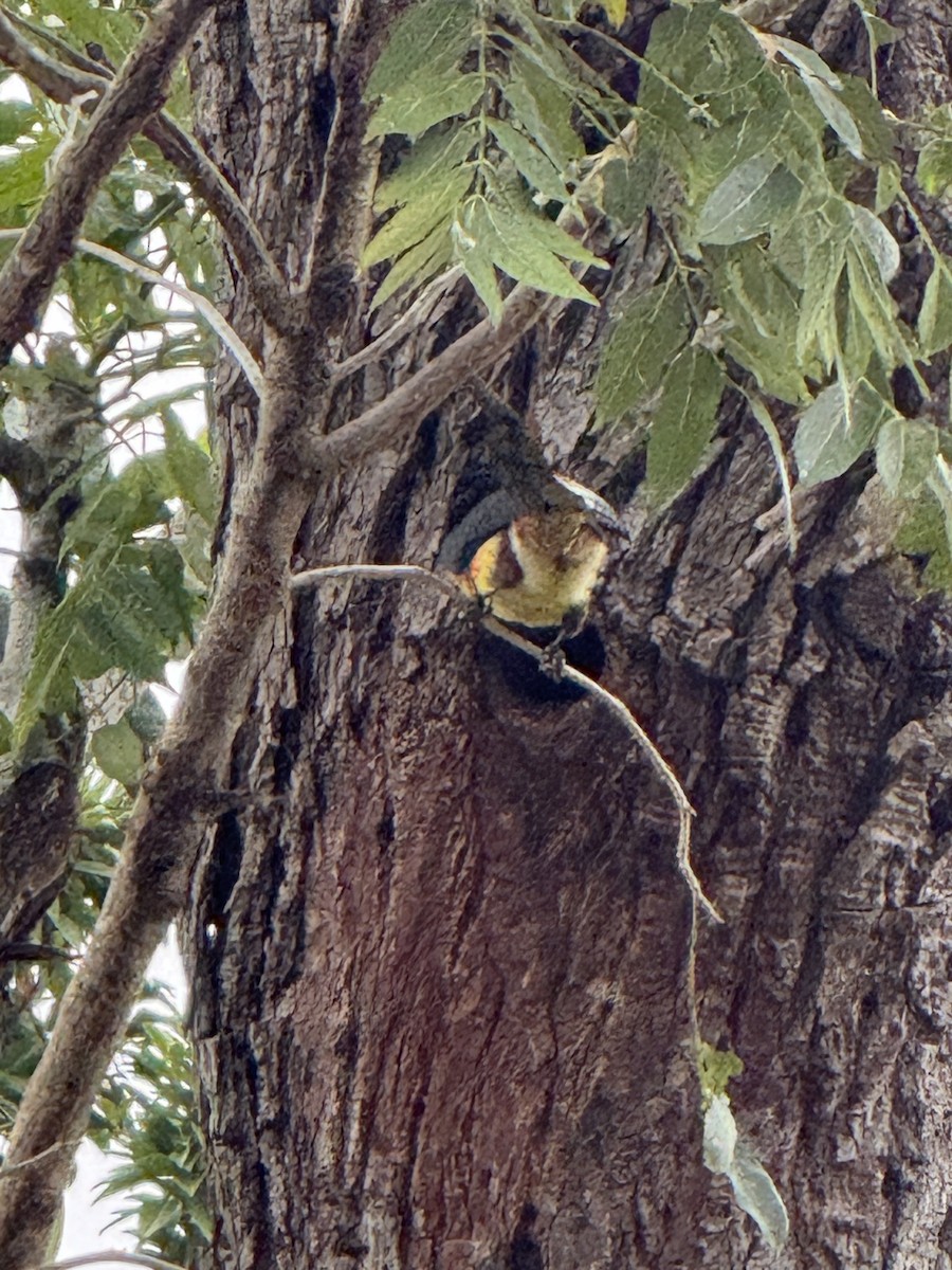 Collared Aracari - ML629679563