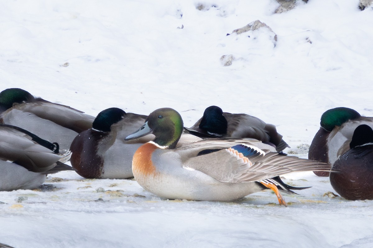 Mallard x Northern Pintail (hybrid) - Brad Reinhardt
