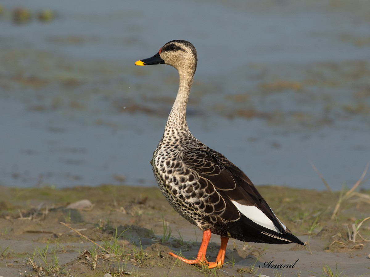 Indian Spot-billed Duck - ML629679639