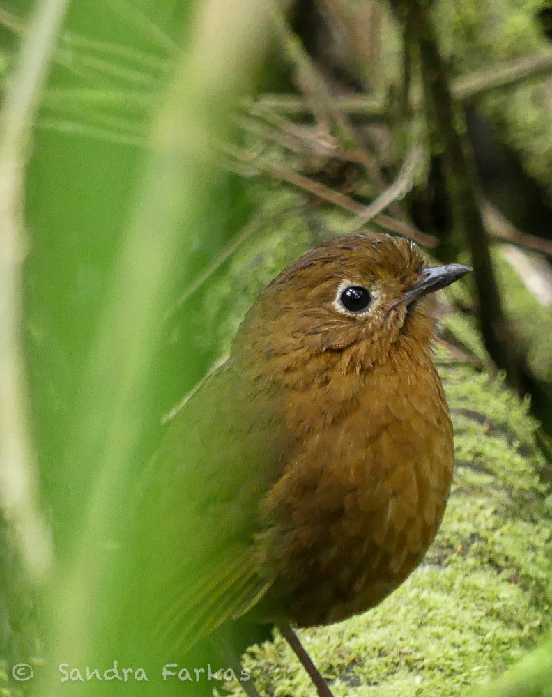 Bolivian Antpitta - ML629679820