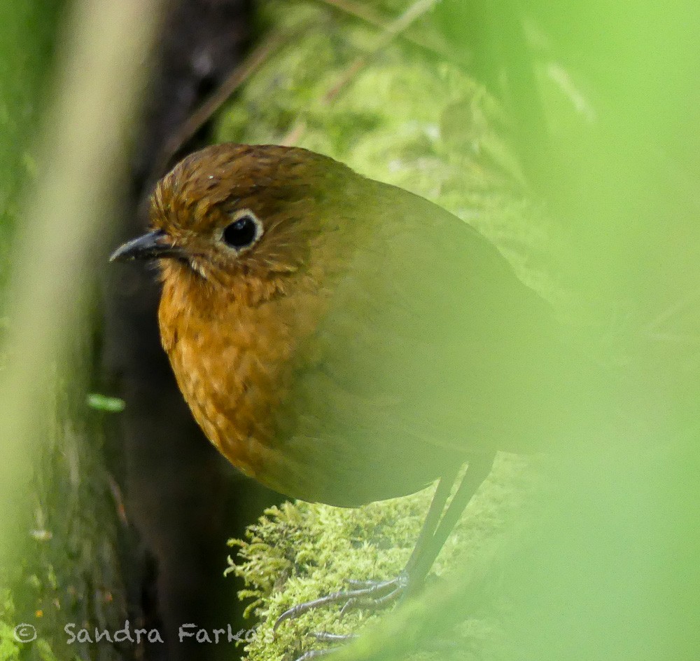 Bolivian Antpitta - ML629679821