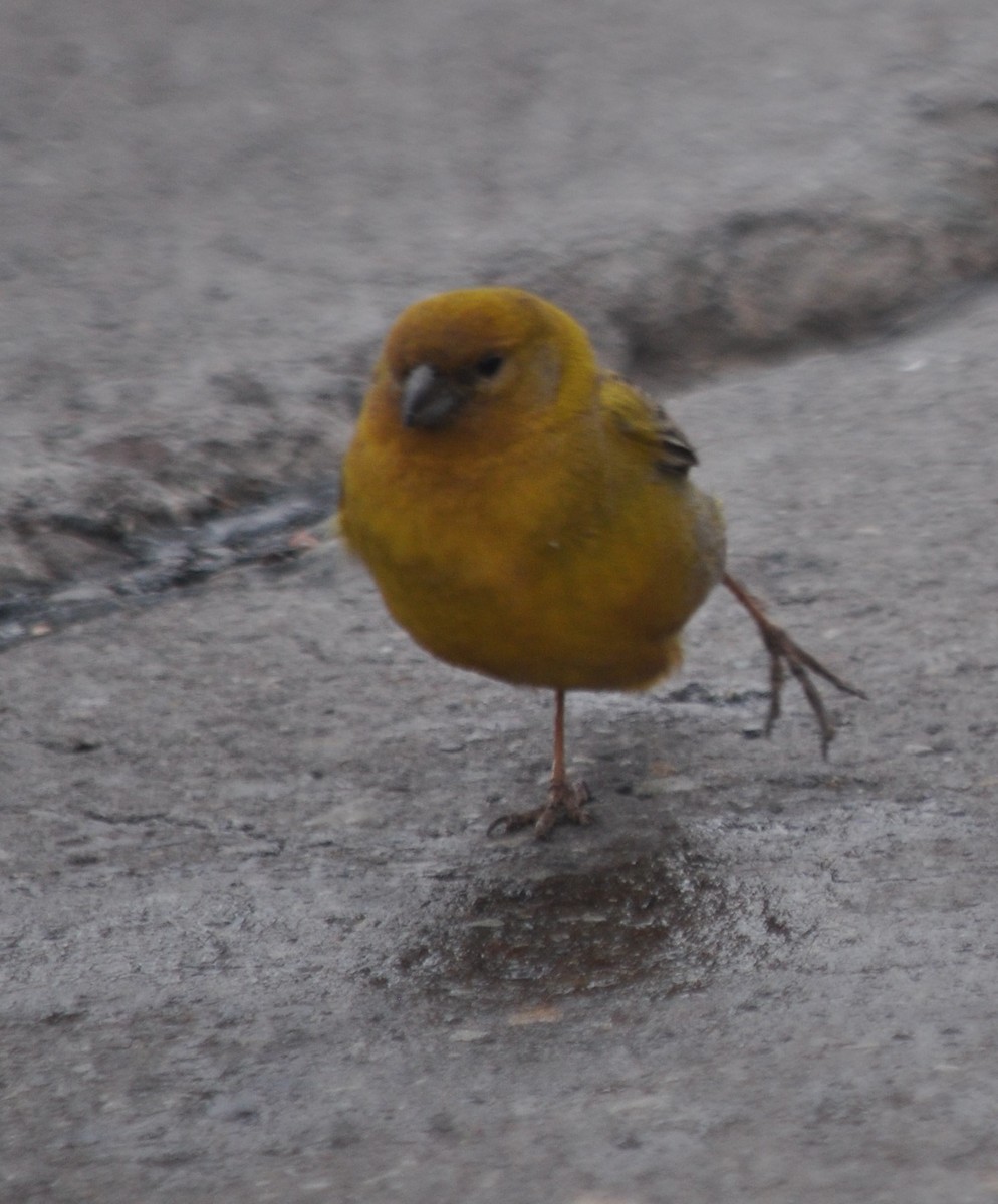 Greater Yellow-Finch - ML629679876