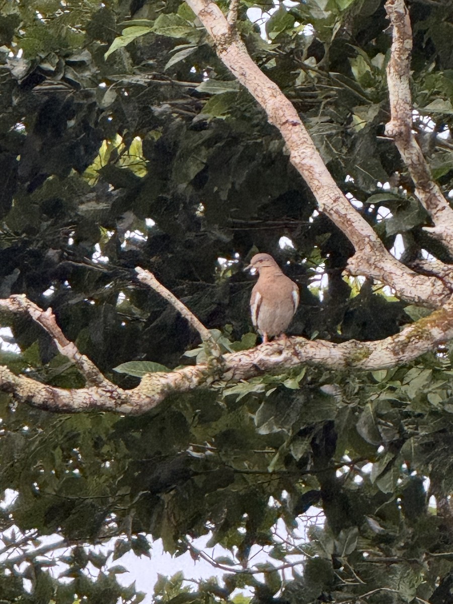White-winged Dove - ML629679883