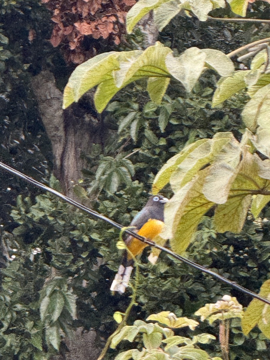 Black-headed Trogon - ML629679911