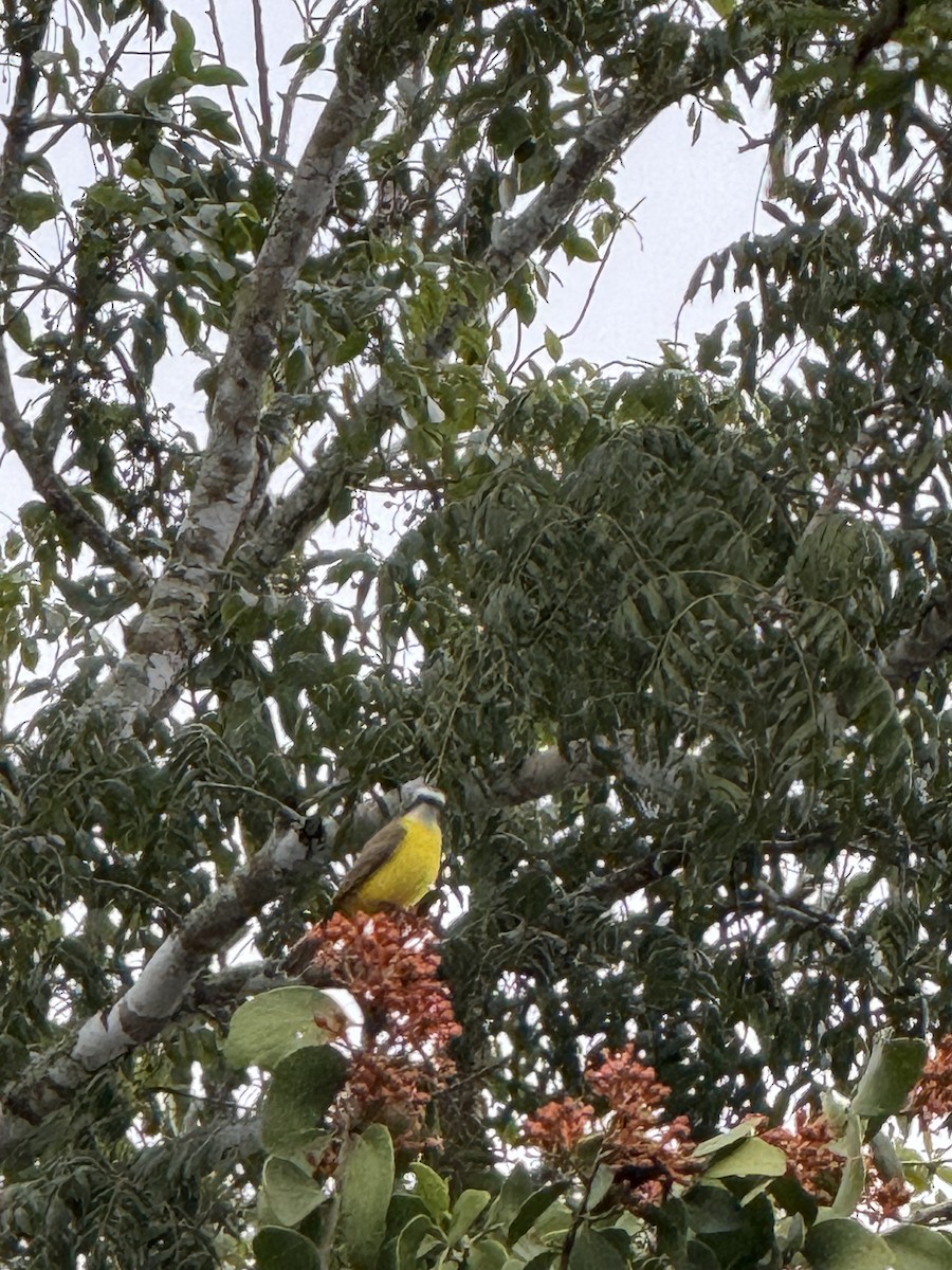 Social Flycatcher - ML629679940