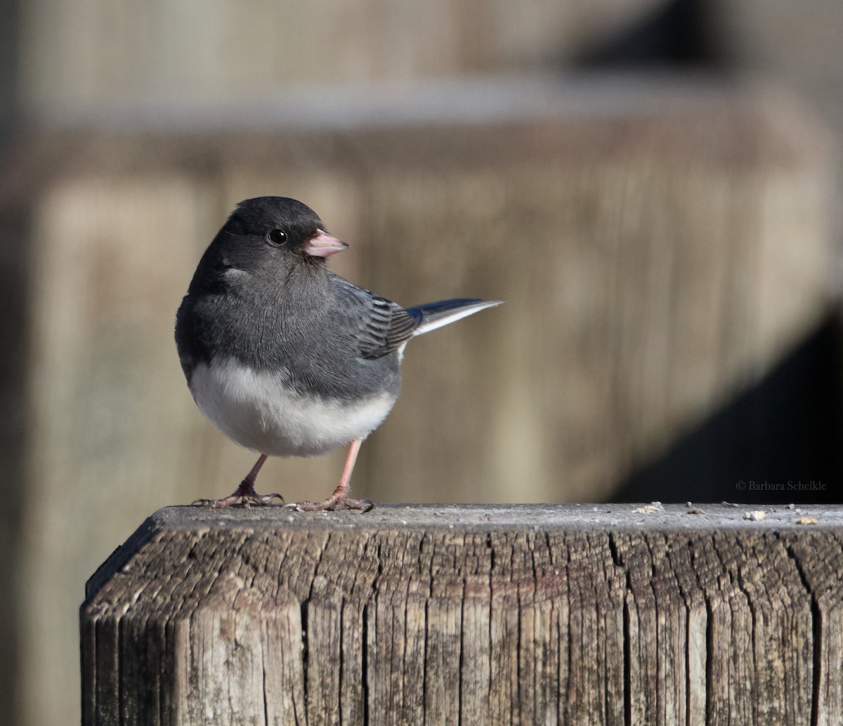 Dark-eyed Junco - ML629679967