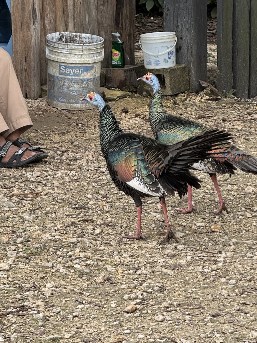 Ocellated Turkey - ML629680062