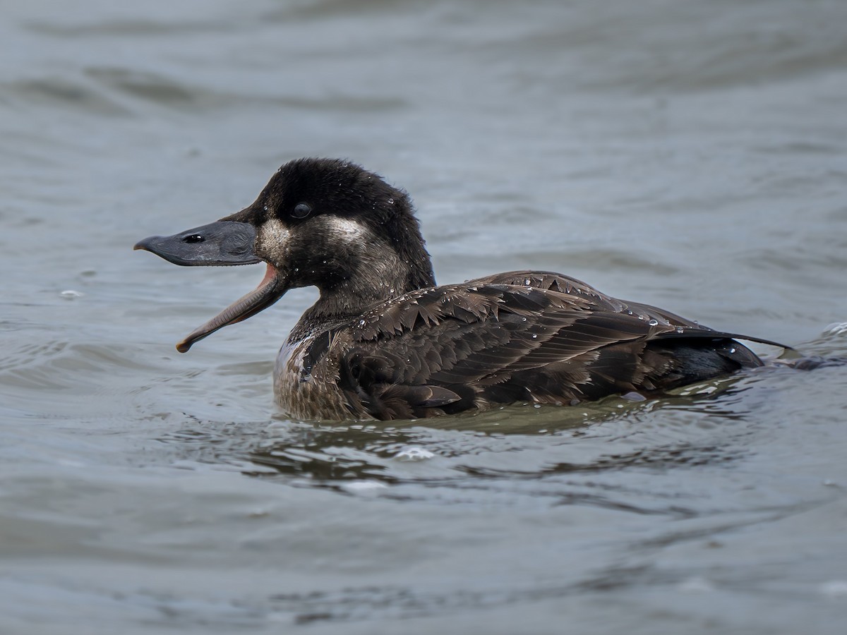 Surf Scoter - Mickey Grebe