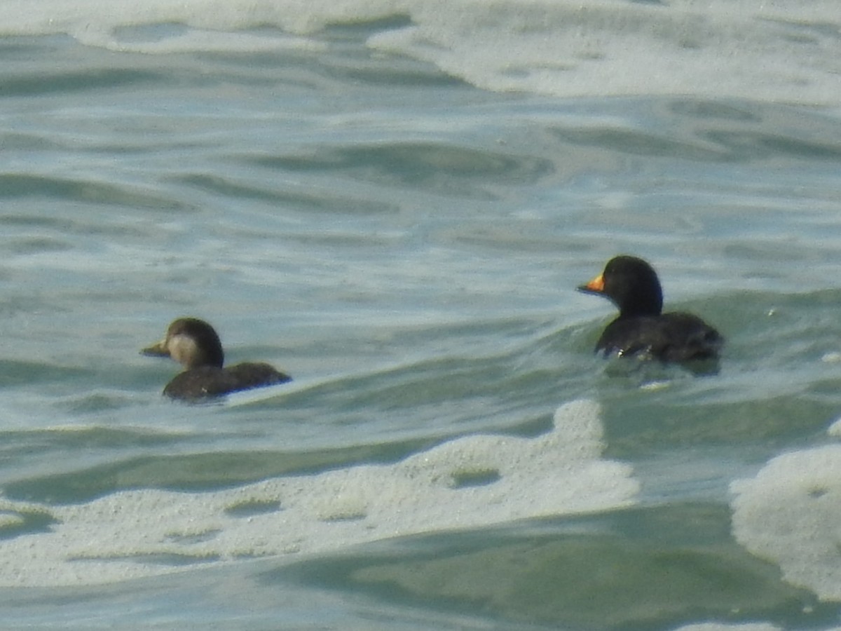 Black Scoter - ML629680254